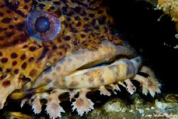 Toad fish Taken in Panama City Beach Florida with a Canon... by Michael Shope 